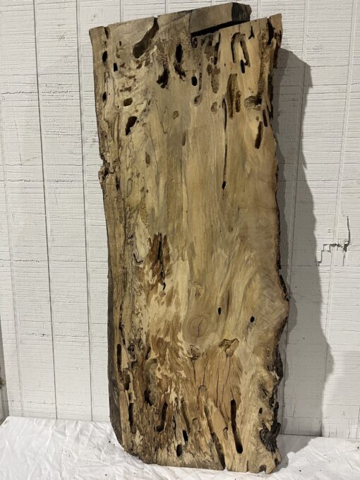 Spalted Sycamore