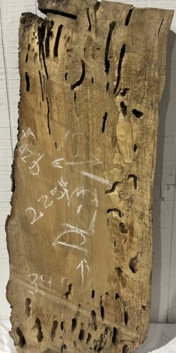 Spalted Sycamore