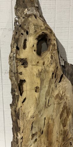 Spalted Sycamore