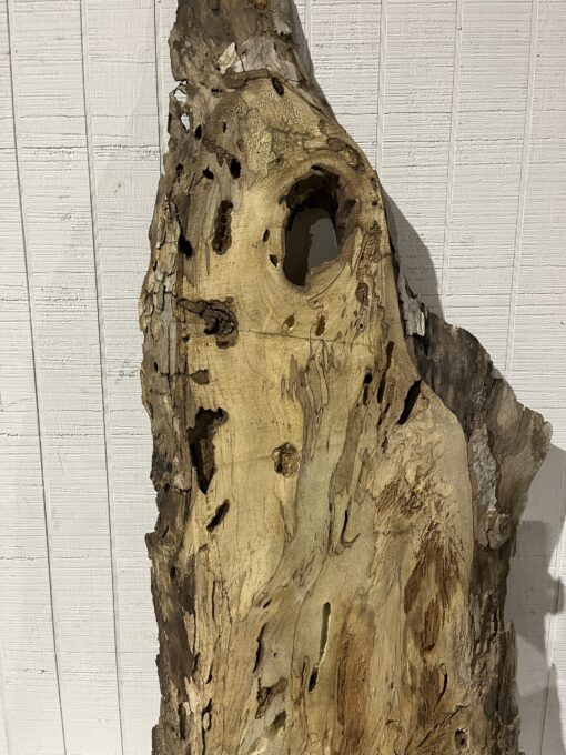 Spalted Sycamore