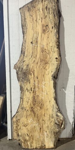 spalted sycamore