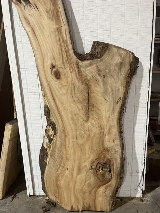 Live Edge Camphor