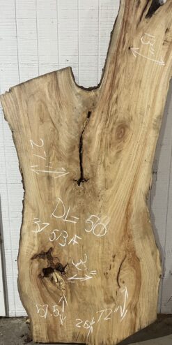 Live Edge Camphor