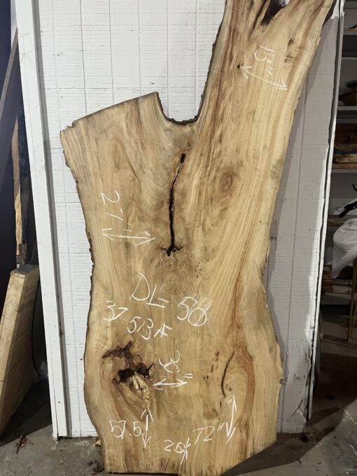 Live Edge Camphor