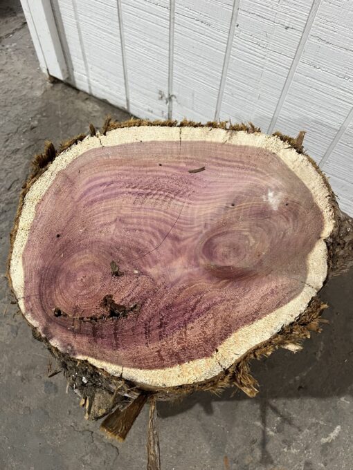 Cedar STump
