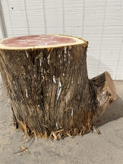 Cedar STump